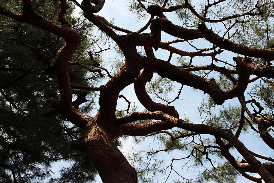 Kyoto Imperial Palace 4