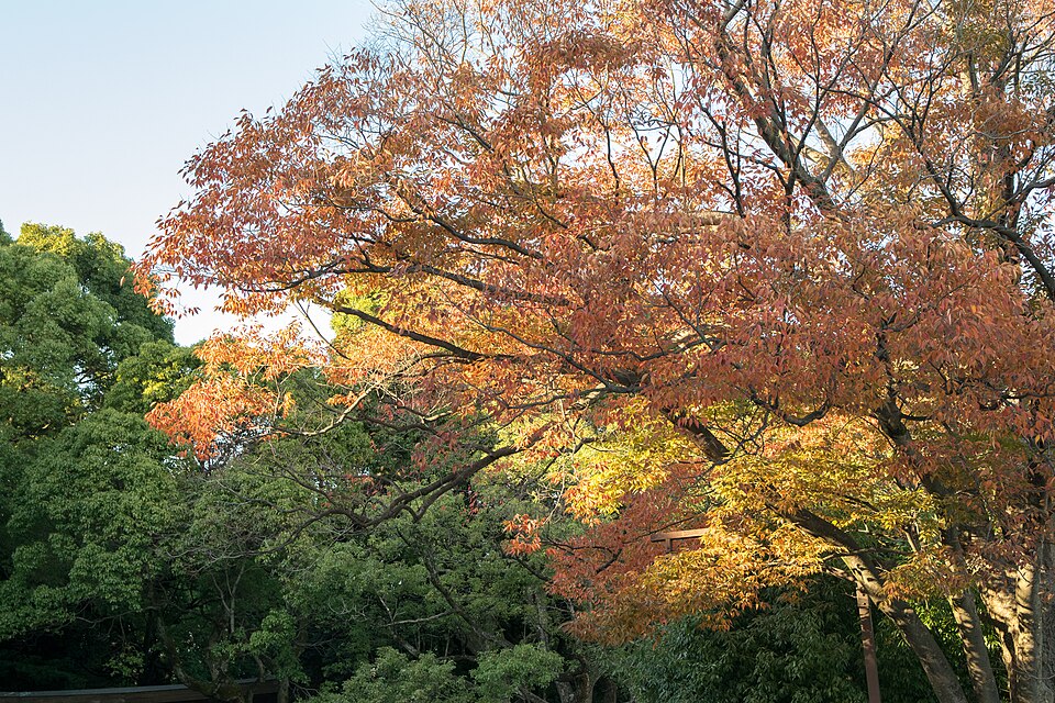 Meiji Jingū 3