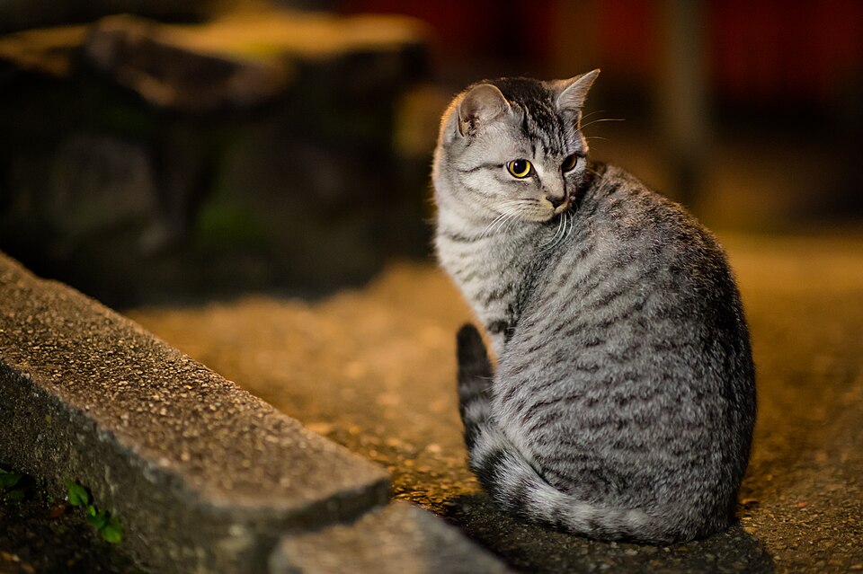 Fushimi Inari-taisha 4