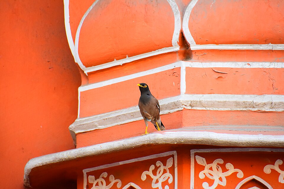 Hawa Mahal 4